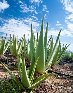 aloes-plantacja